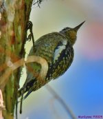 DSC_9632_001.JPG