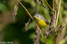 RD5_4950-Edit.jpg