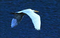2025-01-10_11-38-58GsT2.png