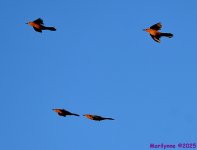 DSC_9685_001.JPG