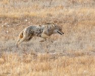 CoyoteRunning-243.jpg