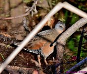DSC_9784_stitch3_001.JPG
