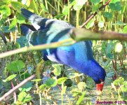 DSC_9805_001.JPG