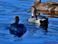 DSC_9810_001.JPG