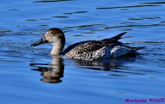 DSC_9853_001.JPG