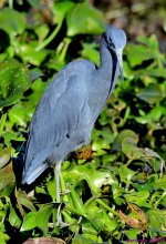 DSC_9872_001.JPG