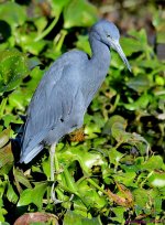 DSC_9877_001.JPG