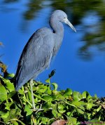 DSC_9881_001.JPG