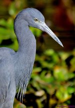 DSC_9885_001.JPG