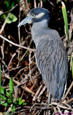 DSC_9893_001.JPG
