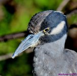 DSC_9895_001.JPG