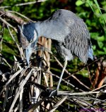 DSC_9901_001.JPG