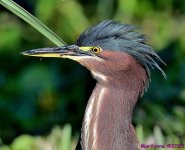 DSC_9946_001.JPG