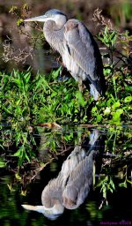 DSC_9911_001.JPG