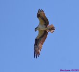 DSC_9972_001.JPG