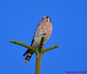 DSC_9989_001.JPG