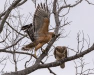 RS Hawks mate-8128.jpg