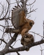 RS Hawks mate-8130.jpg