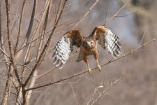 RD5_8737-Edit.jpg