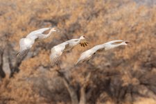 SandhillFamilyTrio-247.jpg