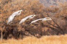 SandhillFamilyTrio-248.jpg