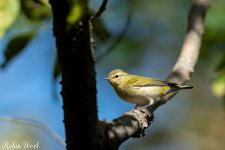 RD5_5553-Edit.jpg