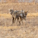 CoyotePlay-247.jpg