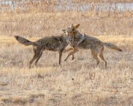 CoyotePlay-248.jpg