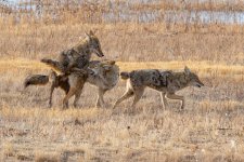 CoyotePlay-250.jpg