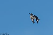 RD5_6379-Edit.jpg