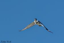 RD5_6381-Edit.jpg