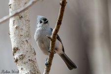 20210227Birds-RD5_7345-Edit.jpg