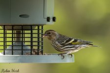 RD5_9869-Edit.jpg