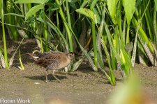RD5_4615-Edit.jpg