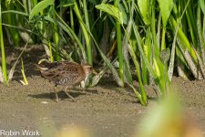 RD5_4619-Edit.jpg