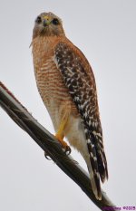 DSC_0008_001.JPG