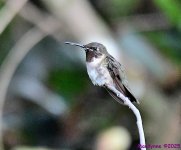 DSC_0119_001.JPG