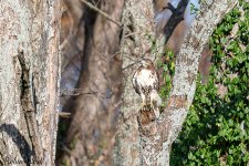 20241108Juvenile Redtail Hawk-DSC_4332-Edit.jpg