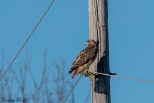 RD5_6485-Edit.jpg