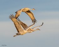 SandhillsFlight-246.jpg