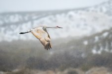 SandhillSnowFlight-246.jpg
