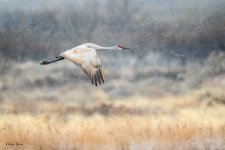 SandhillSnowFlight-248.jpg