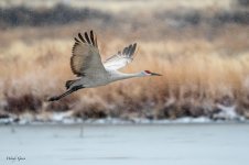 SandhillSnowFlight-249.jpg