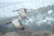SandhillSnowFlight-250.jpg