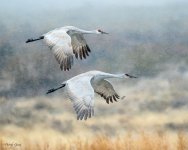SandhillSnowFlight-252.jpg
