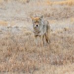 CoyotesSerious-247.jpg
