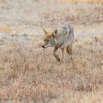 CoyotesSerious-248.jpg