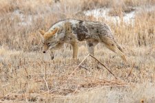 CoyotesSerious-250.jpg