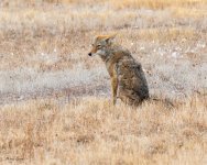 CoyotesSerious-251.jpg