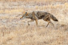 CoyotesSerious-252.jpg